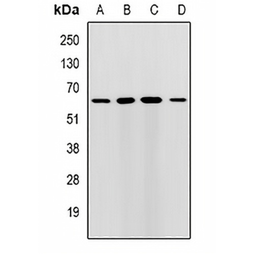 RMDN3 Rabbit Polyclonal Antibody
