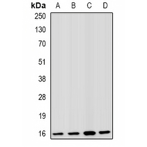 Fis1 Rabbit Polyclonal Antibody