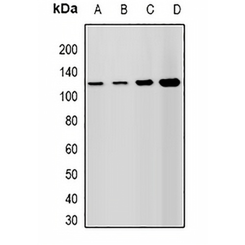Lsh Rabbit Polyclonal Antibody