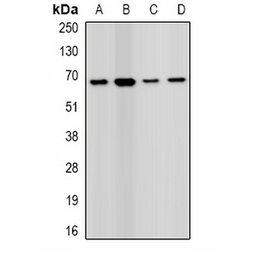 PRODH Rabbit Polyclonal Antibody
