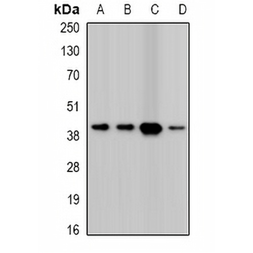 Twinfilin-2 Rabbit Polyclonal Antibody