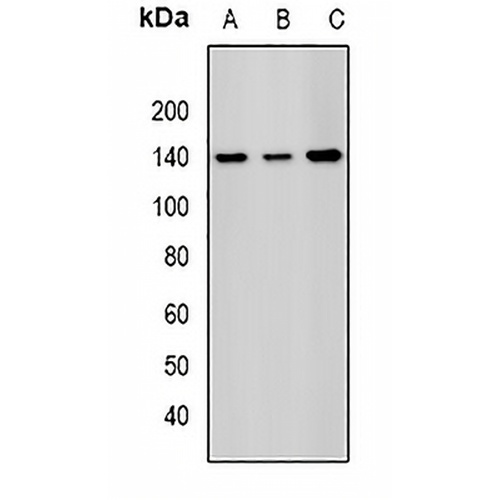 SAP145 Rabbit Polyclonal Antibody