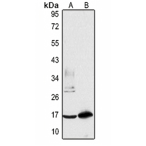 LSm4 Rabbit Polyclonal Antibody