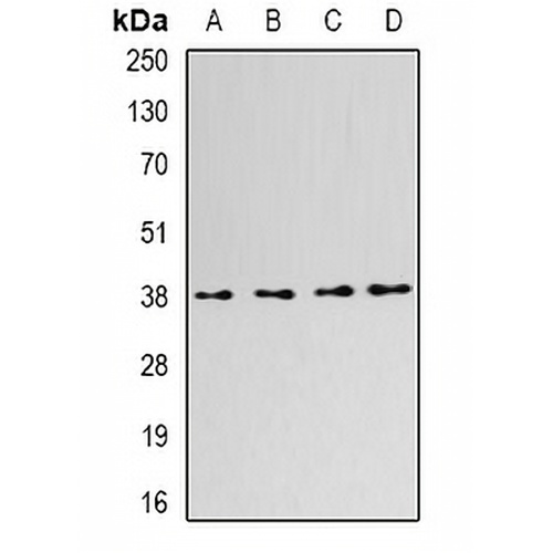 SLM-1 Rabbit Polyclonal Antibody