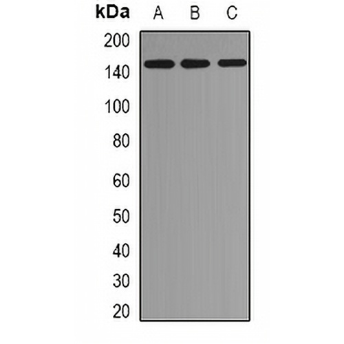 EMSY Rabbit Polyclonal Antibody