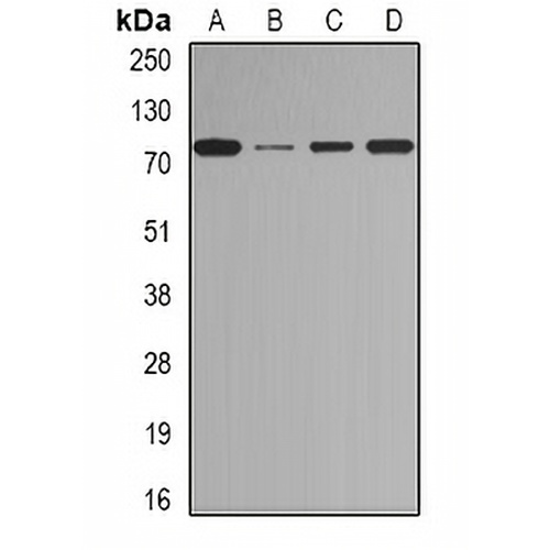 BORIS Rabbit Polyclonal Antibody