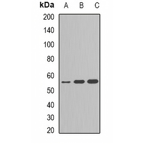 Cytochrome P450 2C9 Rabbit Polyclonal Antibody