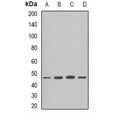 Flotillin-1 Rabbit Polyclonal Antibody