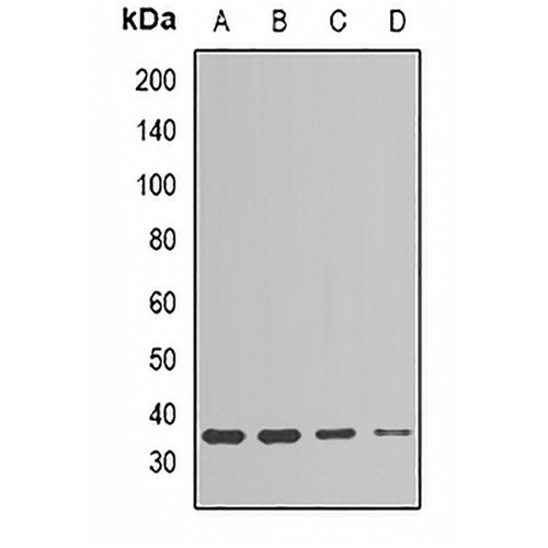 ESD Rabbit Polyclonal Antibody