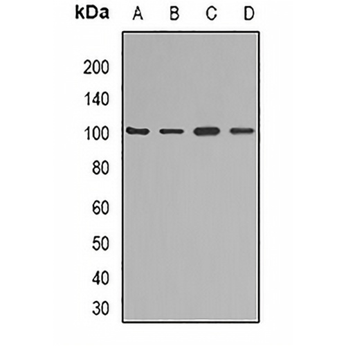 KAO Rabbit Polyclonal Antibody