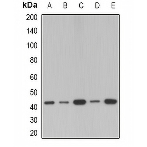 SerpinB1 Rabbit Polyclonal Antibody