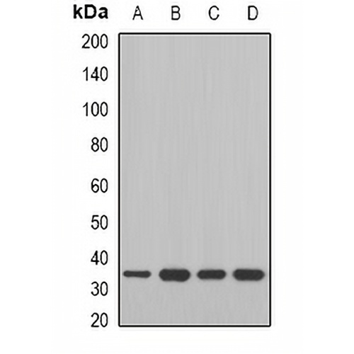 MDH2 Rabbit Polyclonal Antibody