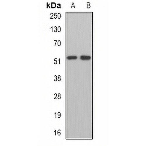 MPP1 Rabbit Polyclonal Antibody
