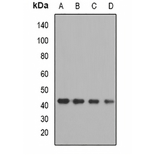 OXA1L Rabbit Polyclonal Antibody