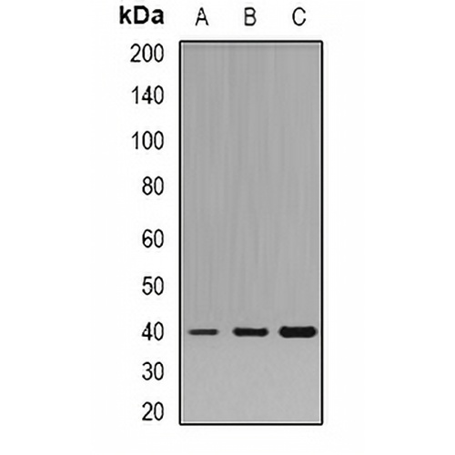 Pleckstrin Rabbit Polyclonal Antibody