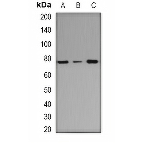 ArgRS Rabbit Polyclonal Antibody