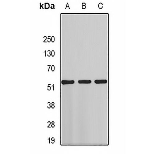 ST3GAL4 Rabbit Polyclonal Antibody