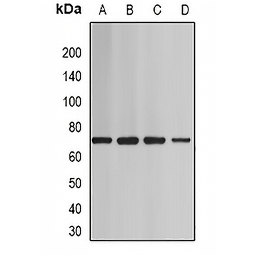 BAF60A Rabbit Polyclonal Antibody