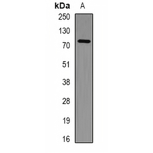 PHF21A Rabbit Polyclonal Antibody