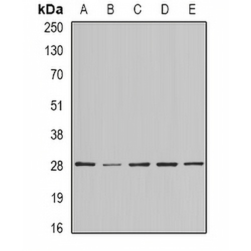 BAP29 Rabbit Polyclonal Antibody