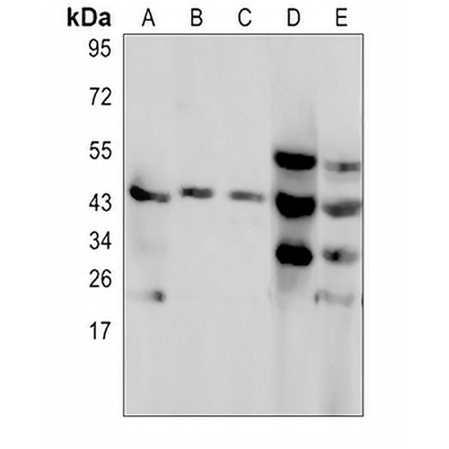 C4BP beta Rabbit Polyclonal Antibody