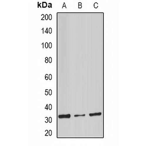 Stomatin Rabbit Polyclonal Antibody