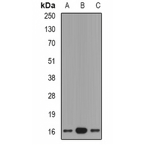 GRP Rabbit Polyclonal Antibody