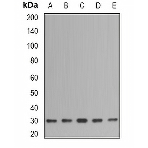 IMPA1 Rabbit Polyclonal Antibody