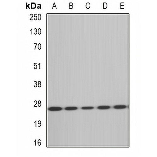 MsrA Rabbit Polyclonal Antibody