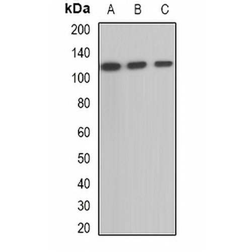 OGDH Rabbit Polyclonal Antibody