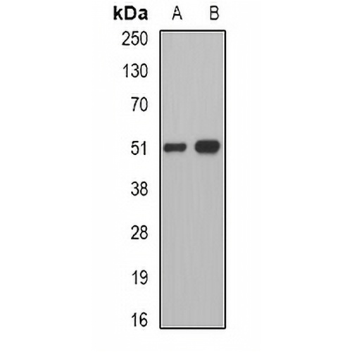 Pancreatic Lipase Rabbit Polyclonal Antibody