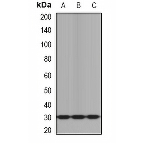 KLK10 Rabbit Polyclonal Antibody