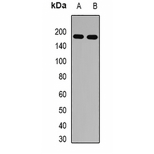 IRBP Rabbit Polyclonal Antibody