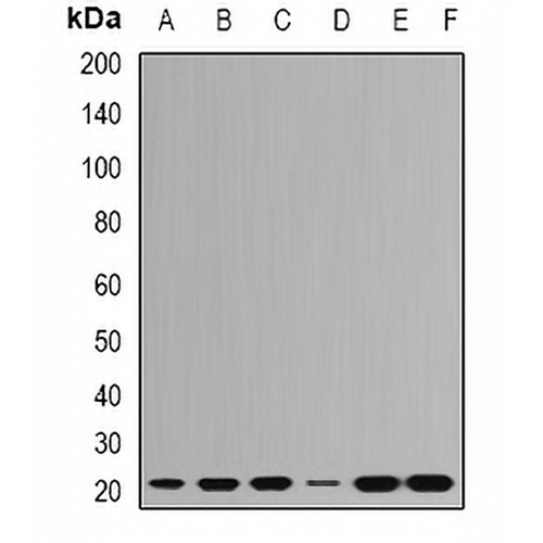 RPL9 Rabbit Polyclonal Antibody