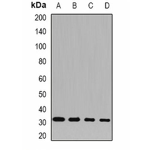 SNRPA Rabbit Polyclonal Antibody