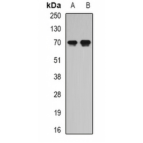 Secretogranin-2 Rabbit Polyclonal Antibody