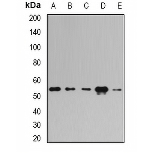E3BP Rabbit Polyclonal Antibody