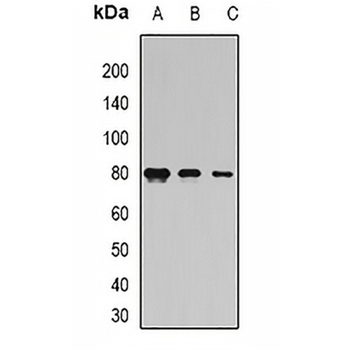 Coilin Rabbit Polyclonal Antibody
