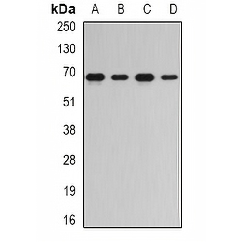 RNGTT Rabbit Polyclonal Antibody