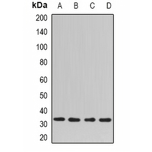 SNAP-gamma Rabbit Polyclonal Antibody
