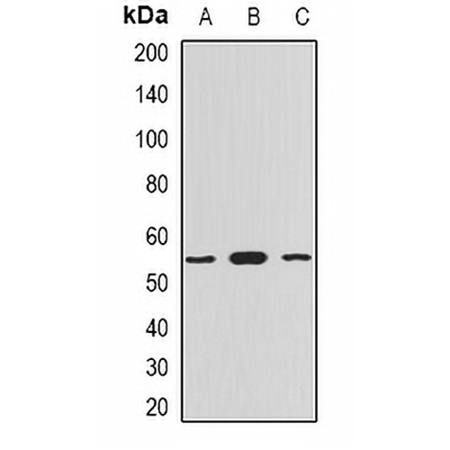 Myotilin Rabbit Polyclonal Antibody