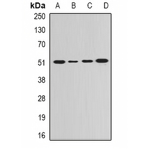 GDA Rabbit Polyclonal Antibody