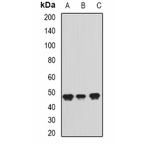 ADE2 Rabbit Polyclonal Antibody