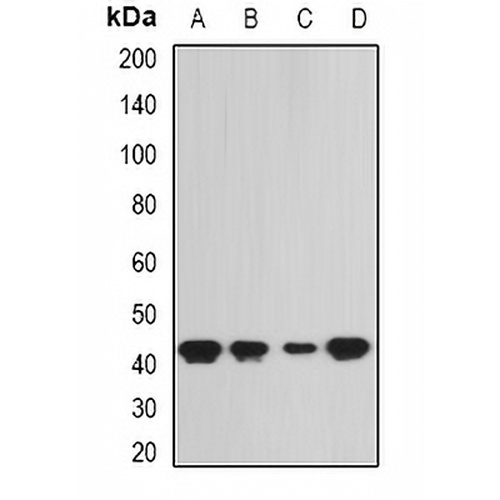 SEPHS1 Rabbit Polyclonal Antibody