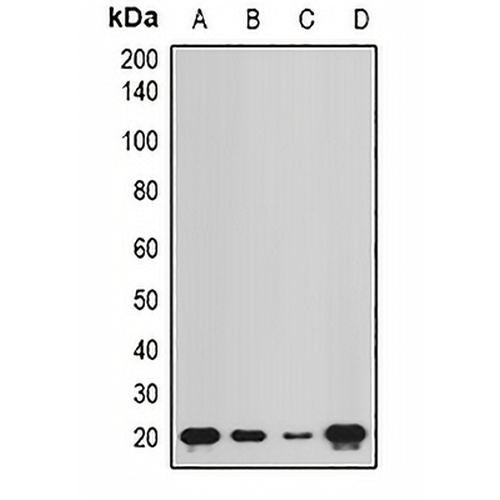 NCS1 Rabbit Polyclonal Antibody