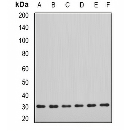DDAH2 Rabbit Polyclonal Antibody