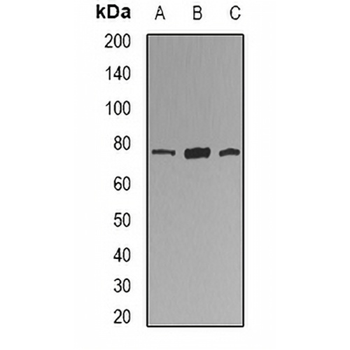 KIF2B Rabbit Polyclonal Antibody