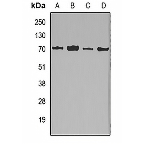 Lamin B2 Rabbit Polyclonal Antibody