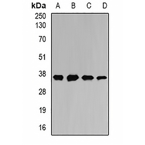 MATH-1 Rabbit Polyclonal Antibody