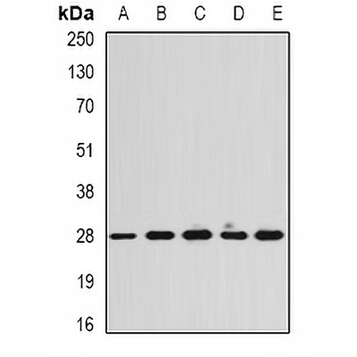 Calpain reg Rabbit Polyclonal Antibody